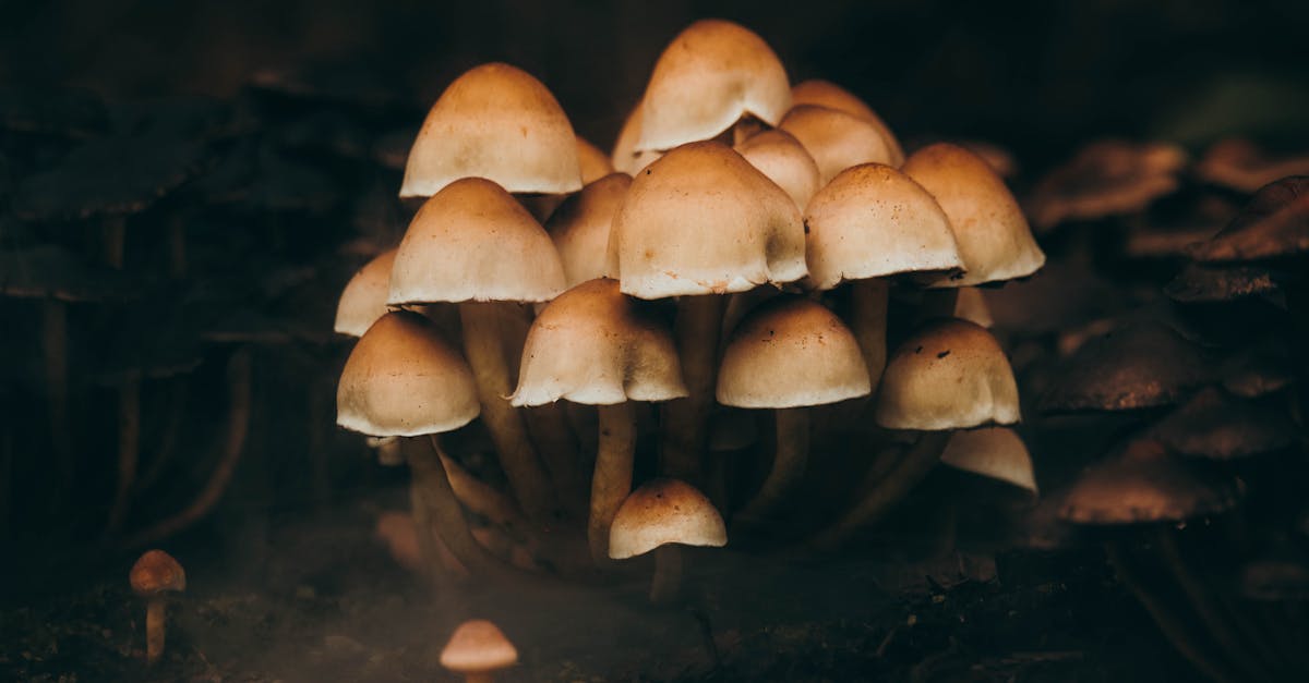 découvrez les pièges courants à éviter dans divers domaines pour garantir votre succès et optimiser vos résultats. des conseils pratiques pour ne pas tomber dans les erreurs classiques.