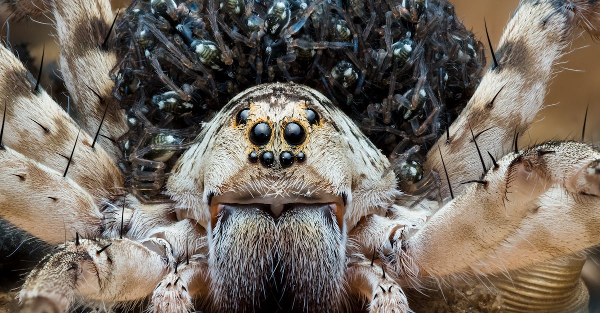 découvrez l'importance des web analytics pour optimiser votre stratégie en ligne. analysez le comportement des utilisateurs, améliorez l'expérience client et boostez vos performances digitales grâce à des outils d'analyse performants.